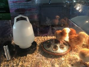 2018 Kinder Chicken Hatchlings 131