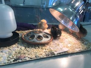 2018 Kinder Chicken Hatchlings 311