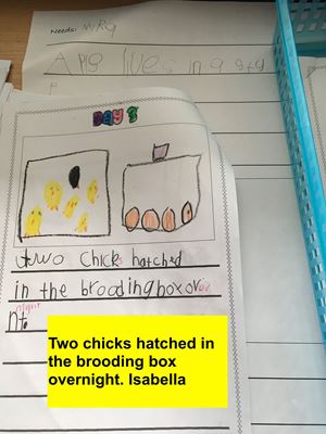 2018 Kinder Chicken Hatchlings 61