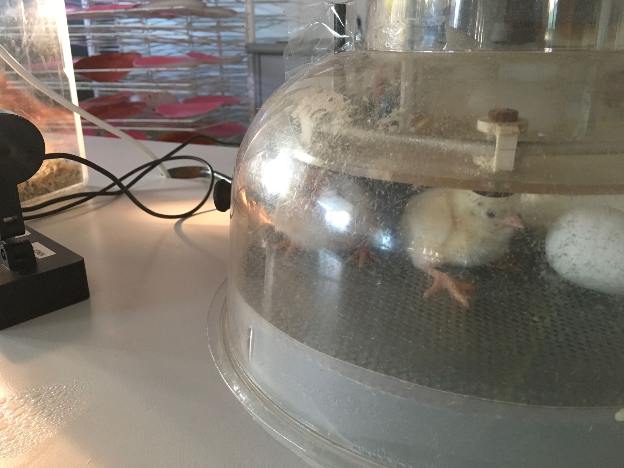 2018 Kinder Chicken Hatchlings 141
