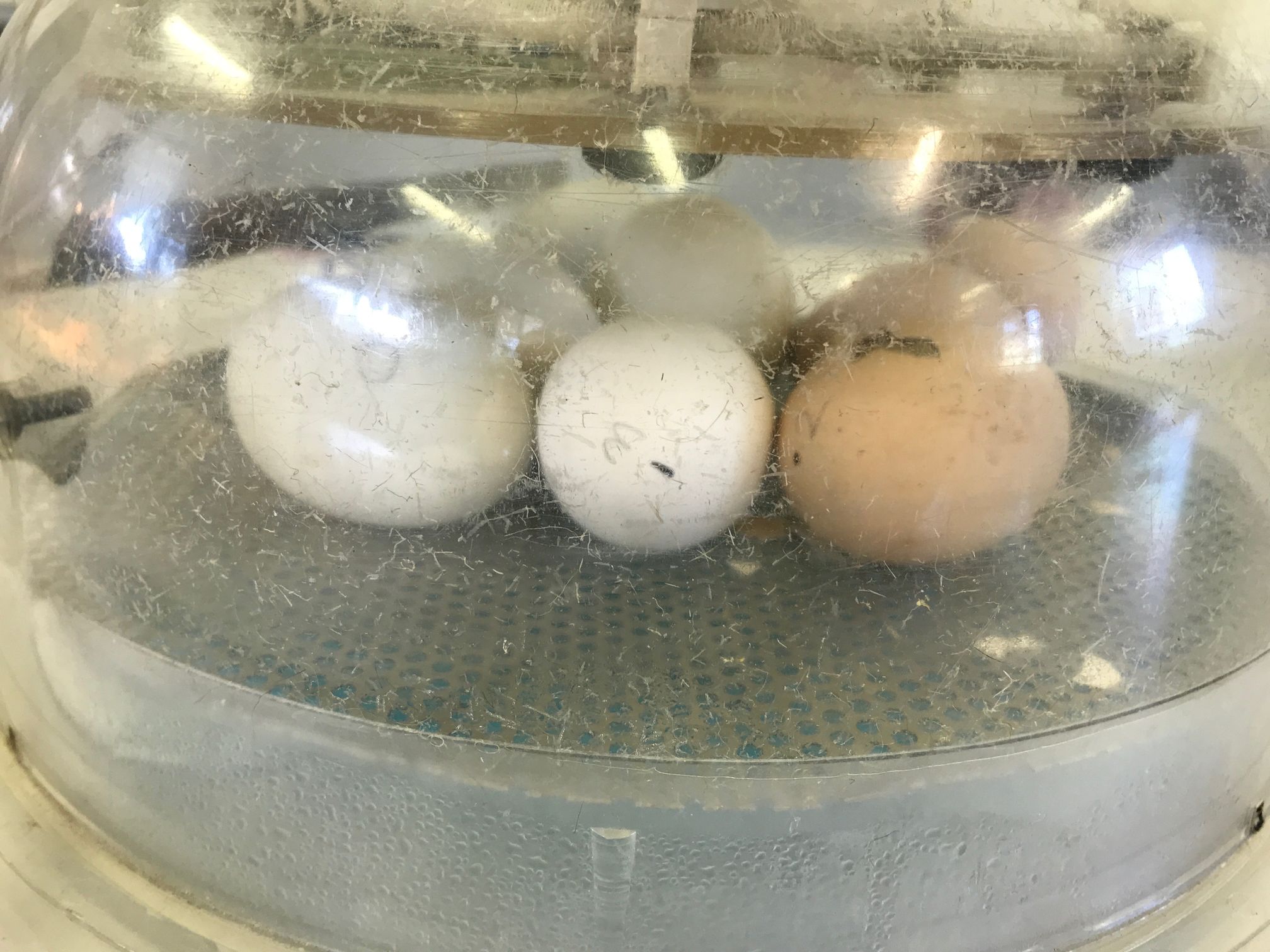 2018 Kinder Chicken Hatchlings 301