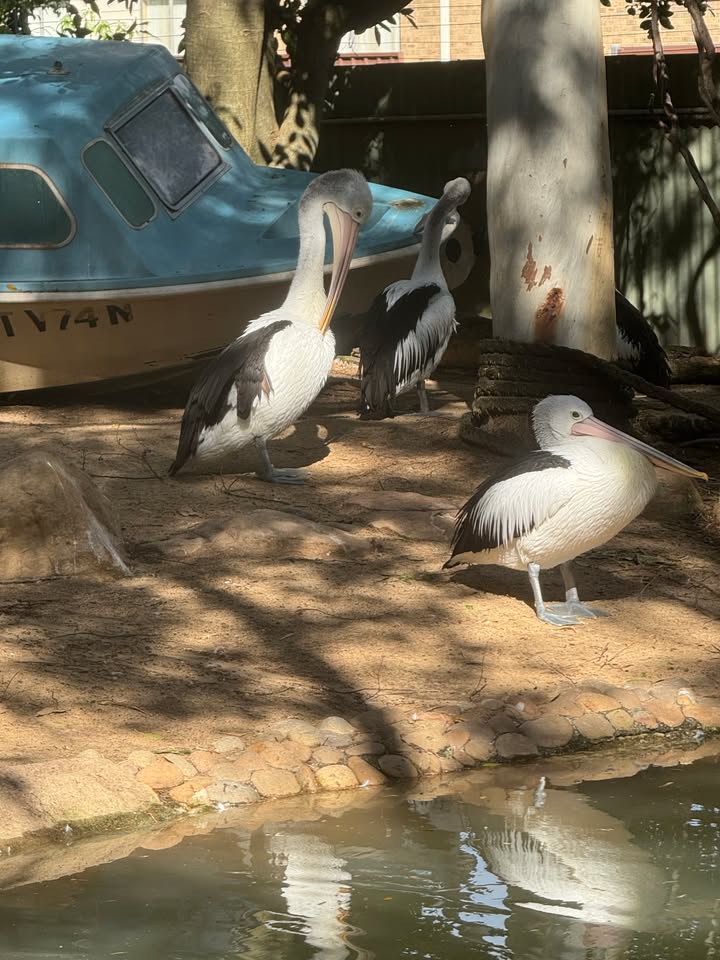 755417086587041_1585419640253444-1